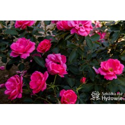 Gartenfreund® Duża liczba, pustych kwiatów o intensywnie różowej barwie. Ciemnozielone liście. Niski krzew.