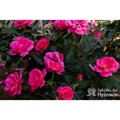 Gartenfreund® Duża liczba, pustych kwiatów o intensywnie różowej barwie. Ciemnozielone liście. Niski krzew.