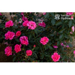 Gartenfreund® Duża liczba, pustych kwiatów o intensywnie różowej barwie. Ciemnozielone liście. Niski krzew.