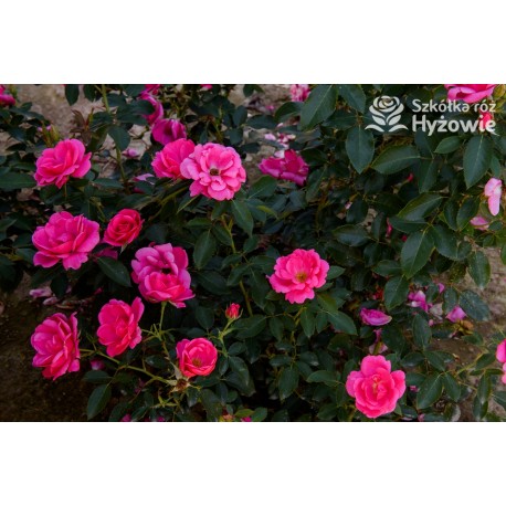 Gartenfreund® Duża liczba, pustych kwiatów o intensywnie różowej barwie. Ciemnozielone liście. Niski krzew.