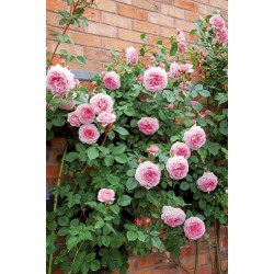 James Galway® (Auscrystal)