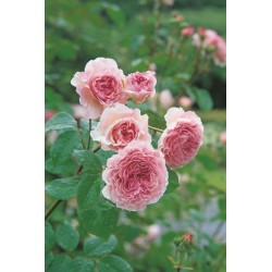 James Galway® (Auscrystal)