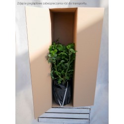 Zwergenefee 09® drobne kwiaty, pełne, czerwonej barwy. Bogate kwitnienie. Niziutki krzew.