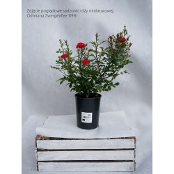 Zwergenefee 09® drobne kwiaty, pełne, czerwonej barwy. Bogate kwitnienie. Niziutki krzew.