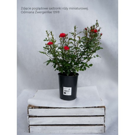 Zwergenefee 09® drobne kwiaty, pełne, czerwonej barwy. Bogate kwitnienie. Niziutki krzew.