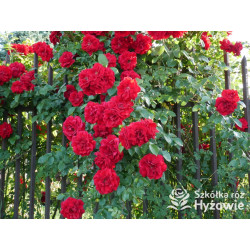 Róża pnąca czerwona Amadeus® | Szkółka Róż Hyżowie | Kordes Rosen