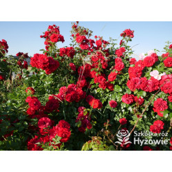 Róża pnąca czerwona Amadeus® | Szkółka Róż Hyżowie | Kordes Rosen