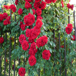 Róża pnąca czerwona Amadeus® | Szkółka Róż Hyżowie | Kordes Rosen