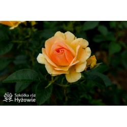 Hansestadt Rostock® Duże, pełne kwiaty o żółto-pomarańczowej barwie i przyjemnym zapachu. Soczyście zielone liście. Niski krzew.