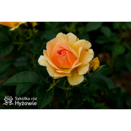 Hansestadt Rostock® Duże, pełne kwiaty o żółto-pomarańczowej barwie i przyjemnym zapachu. Soczyście zielone liście. Niski krzew.