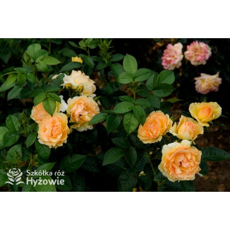 Hansestadt Rostock® Duże, pełne kwiaty o żółto-pomarańczowej barwie i przyjemnym zapachu. Soczyście zielone liście. Niski krzew.