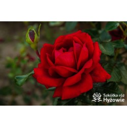 Jugendliebe® Duże kwiaty, mocno wypełnione płatkami,  o krwistoczerwonej barwie. Delikatnie pachnie.Niski krzew.