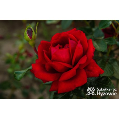 Jugendliebe® Duże kwiaty, mocno wypełnione płatkami,  o krwistoczerwonej barwie. Delikatnie pachnie.Niski krzew.