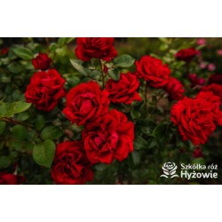 Jugendliebe® Duże kwiaty, mocno wypełnione płatkami,  o krwistoczerwonej barwie. Delikatnie pachnie.Niski krzew.