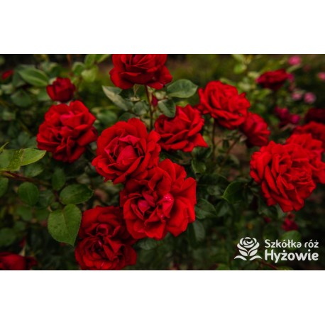 Jugendliebe® Duże kwiaty, mocno wypełnione płatkami,  o krwistoczerwonej barwie. Delikatnie pachnie.Niski krzew.