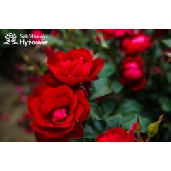 Milano® Bogata liczba szkarłatnych kwiatów. Niski krzew.