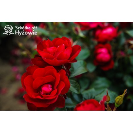 Milano® Bogata liczba szkarłatnych kwiatów. Niski krzew.