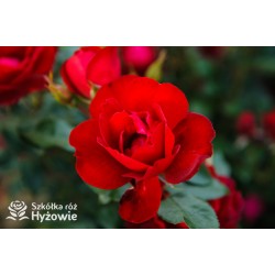 Milano® Bogata liczba szkarłatnych kwiatów. Niski krzew.