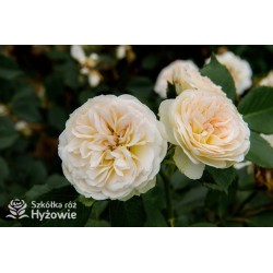 Pastella® Mocno nabite płatkami, rozetkowe kwiaty o kremowej barwie i o bardzo przyjemnym zapachu. Niski krzew.