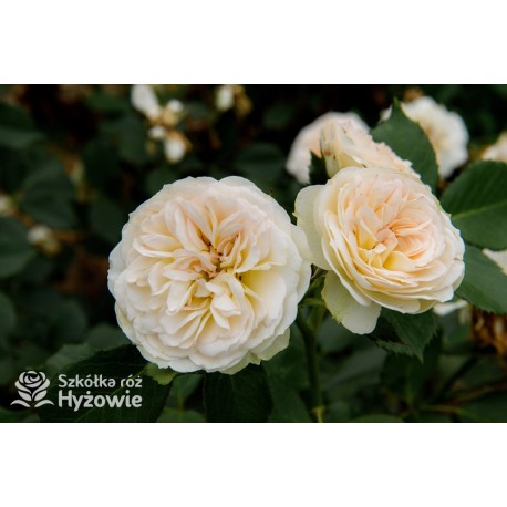 Pastella® Mocno nabite płatkami, rozetkowe kwiaty o kremowej barwie i o bardzo przyjemnym zapachu. Niski krzew.