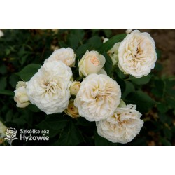 Pastella® Mocno nabite płatkami, rozetkowe kwiaty o kremowej barwie i o bardzo przyjemnym zapachu. Niski krzew.