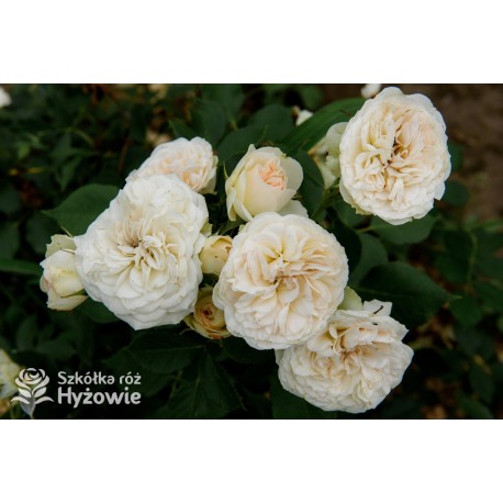 Pastella® Mocno nabite płatkami, rozetkowe kwiaty o kremowej barwie i o bardzo przyjemnym zapachu. Niski krzew.