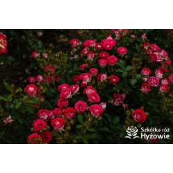 Schöne Koblenzerin®  Drobne, liczne, pełne dwubarwne biało-różowe kwiaty. Niski krzew.