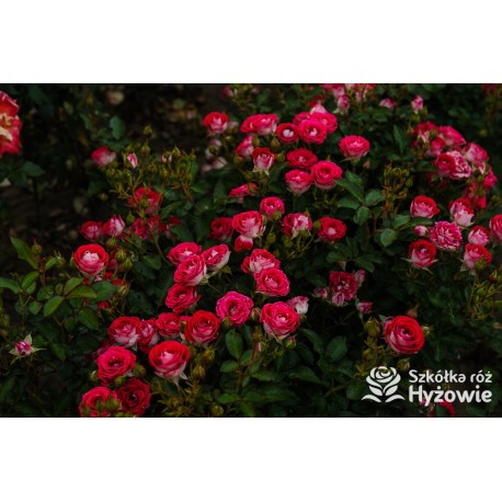 Schöne Koblenzerin®  Drobne, liczne, pełne dwubarwne biało-różowe kwiaty. Niski krzew.