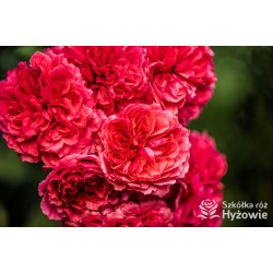 Rosarium Uetersen®. Kwiaty pokaźne, malinowej barwy, szczelnie wypełnione płatkami, o bardzo przyjemnym zapachu. Wysoki krzew