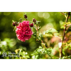 Rosarium Uetersen®. Kwiaty pokaźne, malinowej barwy, szczelnie wypełnione płatkami, o bardzo przyjemnym zapachu. Wysoki krzew