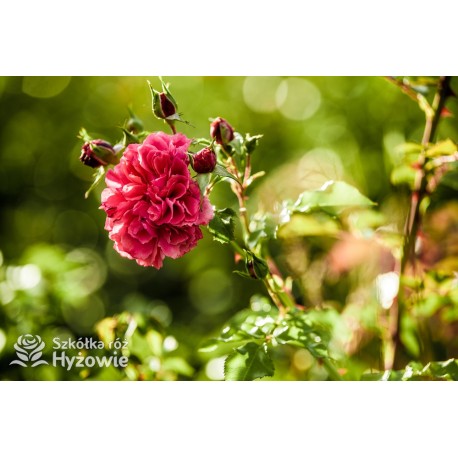 Rosarium Uetersen®. Kwiaty pokaźne, malinowej barwy, szczelnie wypełnione płatkami, o bardzo przyjemnym zapachu. Wysoki krzew