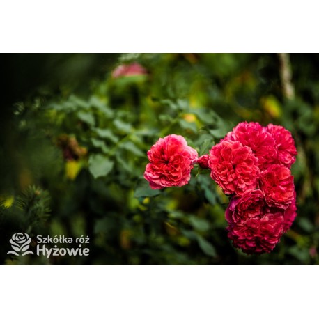 Rosarium Uetersen®. Kwiaty pokaźne, malinowej barwy, szczelnie wypełnione płatkami, o bardzo przyjemnym zapachu. Wysoki krzew