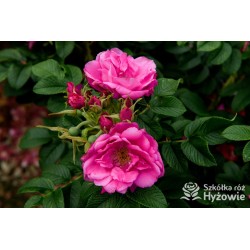 Rosa Rugosa Red Foxi® Różowo-malinowe  kwiaty o intensywnym zapachu. Soczyście zielone liście, duża liczba kolców. Niski krzew.