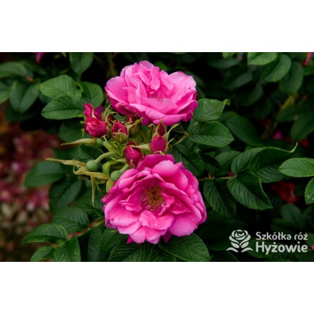 Rosa Rugosa Red Foxi® Różowo-malinowe  kwiaty o intensywnym zapachu. Soczyście zielone liście, duża liczba kolców. Niski krzew.