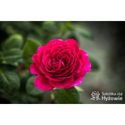 Big Purple® Duże, szczelnie wypełnione płatkami kwiaty o purpurowej barwie i intensywnym zapachu. Niski krzew.