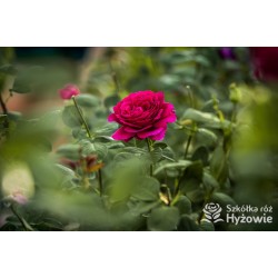 Big Purple® Duże, szczelnie wypełnione płatkami kwiaty o purpurowej barwie i intensywnym zapachu. Niski krzew.