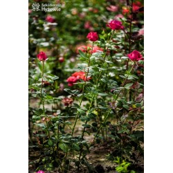 Big Purple® Duże, szczelnie wypełnione płatkami kwiaty o purpurowej barwie i intensywnym zapachu. Niski krzew.