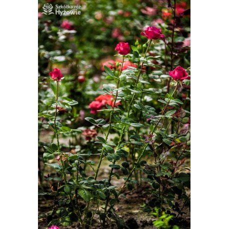 Big Purple® Duże, szczelnie wypełnione płatkami kwiaty o purpurowej barwie i intensywnym zapachu. Niski krzew.