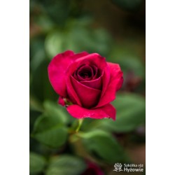 Big Purple® Duże, szczelnie wypełnione płatkami kwiaty o purpurowej barwie i intensywnym zapachu. Niski krzew.