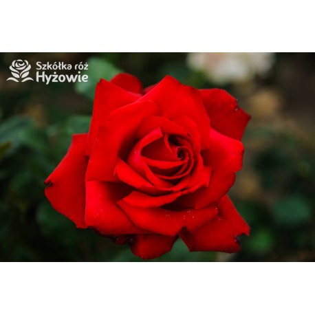 Grande Amore® Potężne kwiaty, pełne o bordowej barwie. Bardzo przyjemnie pachnie. Niski krzew.