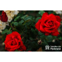 Grande Amore® Potężne kwiaty, pełne o bordowej barwie. Bardzo przyjemnie pachnie. Niski krzew.