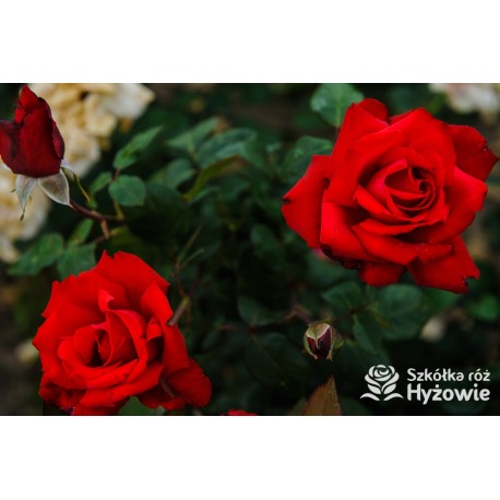 Grande Amore® Potężne kwiaty, pełne o bordowej barwie. Bardzo przyjemnie pachnie. Niski krzew.