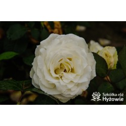 Memoire® Pokaźny kwiat, duża ilość płatków o białej barwie. Mocno pachnący. Niski krzew.