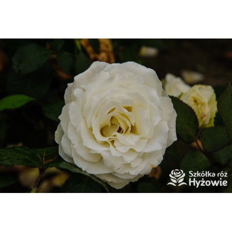 Memoire® Pokaźny kwiat, duża ilość płatków o białej barwie. Mocno pachnący. Niski krzew.