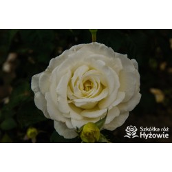 Memoire® Pokaźny kwiat, duża ilość płatków o białej barwie. Mocno pachnący. Niski krzew.