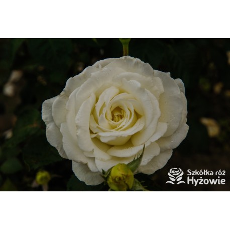 Memoire® Pokaźny kwiat, duża ilość płatków o białej barwie. Mocno pachnący. Niski krzew.