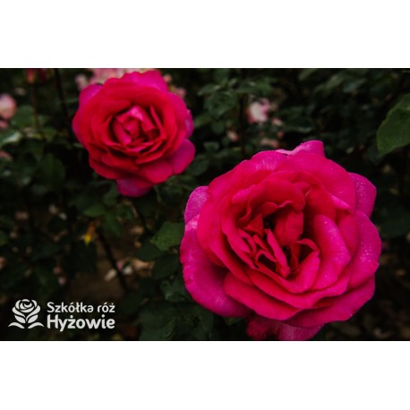 Parole® Ogromny kwiat z dużą ilość płatków, bardzo mocno pachnący, ciemnoróżowej barwy. Niski krzew.