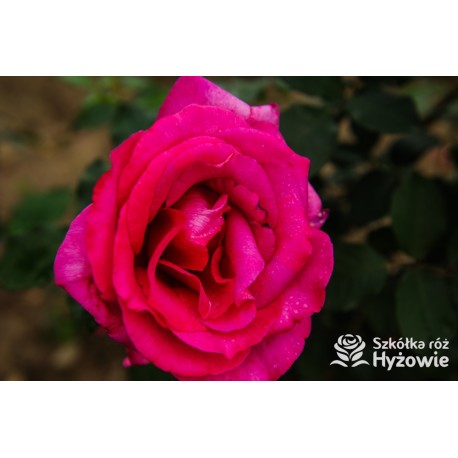 Parole® Ogromny kwiat z dużą ilość płatków, bardzo mocno pachnący, ciemnoróżowej barwy. Niski krzew.