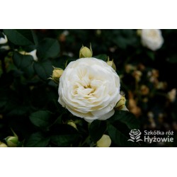 Artemis® Rozetkowe kwiaty, czysto białej barwy, mocno pachnące, błyszczące liście. Średniej wysokości krzew.