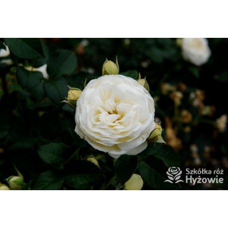 Artemis® Rozetkowe kwiaty, czysto białej barwy, mocno pachnące, błyszczące liście. Średniej wysokości krzew.